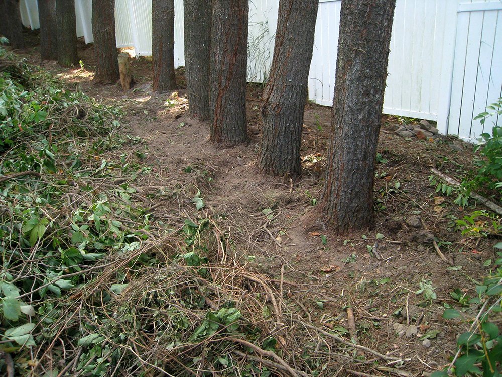 The roots were dug up. They won’t be coming back any time soon. You can see the damage the vines were doing to the tree bark.