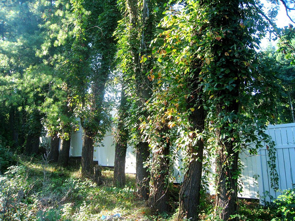 Poison Ivy and Virginia Creeper climbing up the trees.