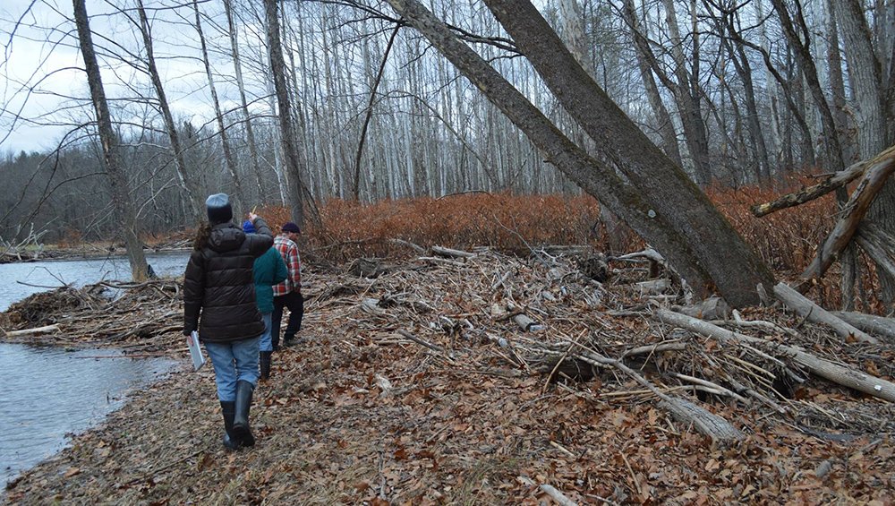 Looking for the end of it, we walked back towards the Sandburg Creek where the Knotweed hadn’t fully taken over.