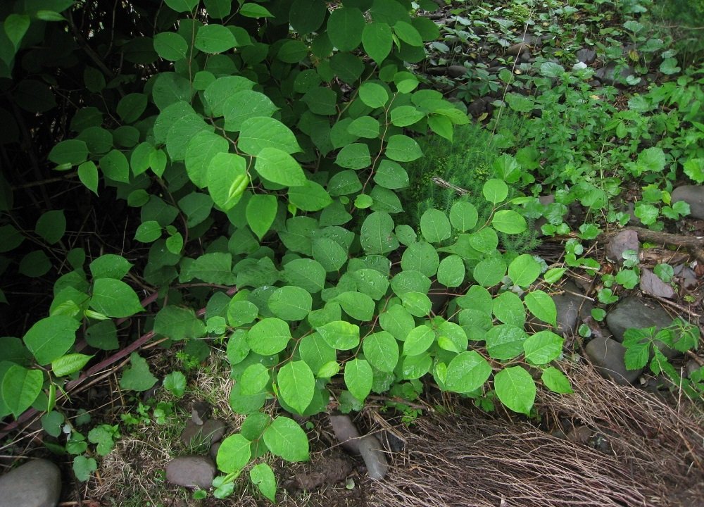 knotweed 1