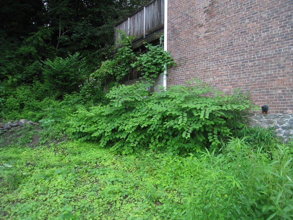 knotweed 1.1