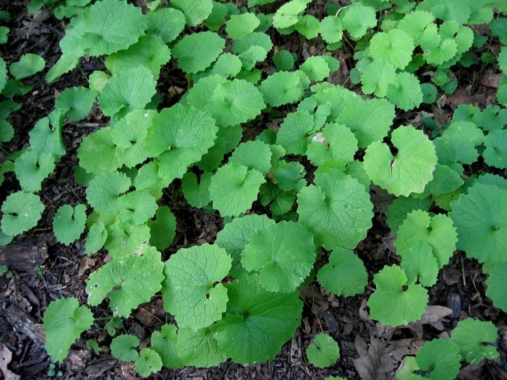 Garlic Mustard Poison Ivy Patrol Specialty Landscaping Invasive 11 2