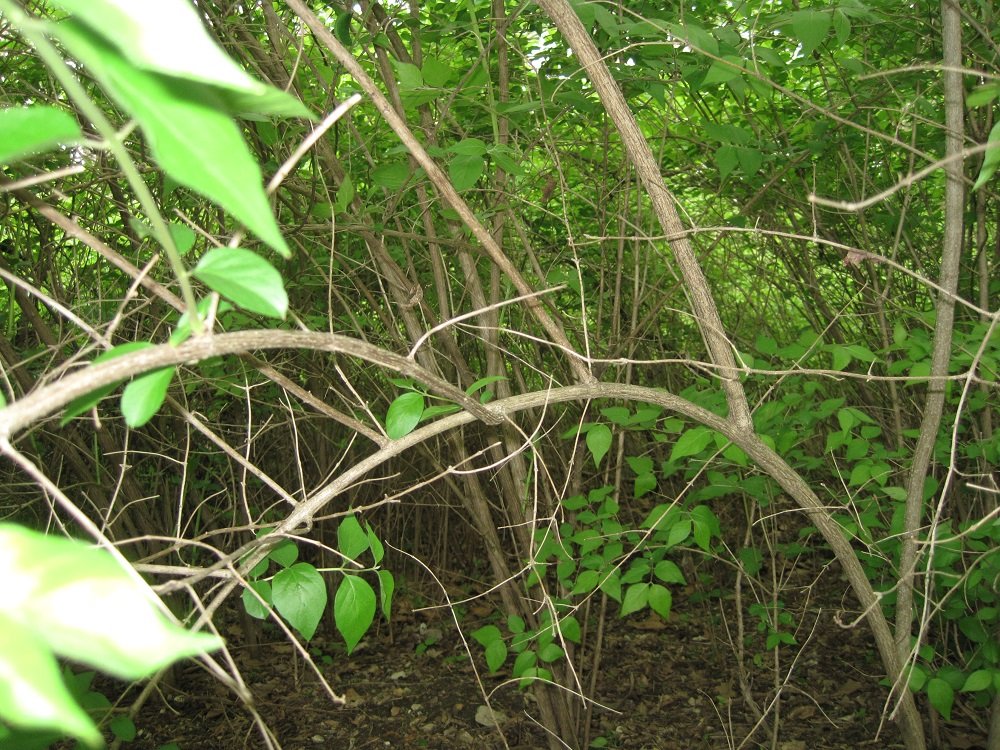 Honeysuckle 1