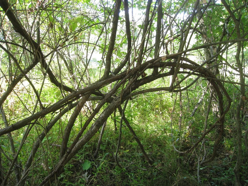 Honeysuckle 2