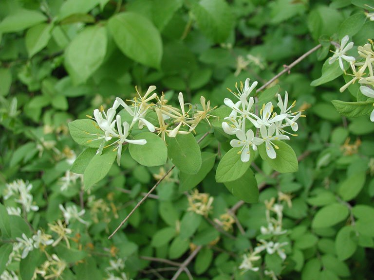 Honeysuckle 3