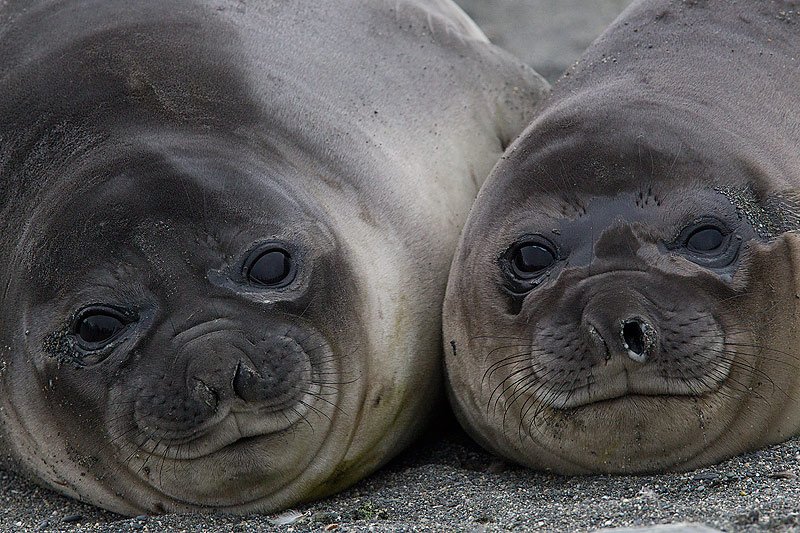Seals weigh about 3 ½ tons
