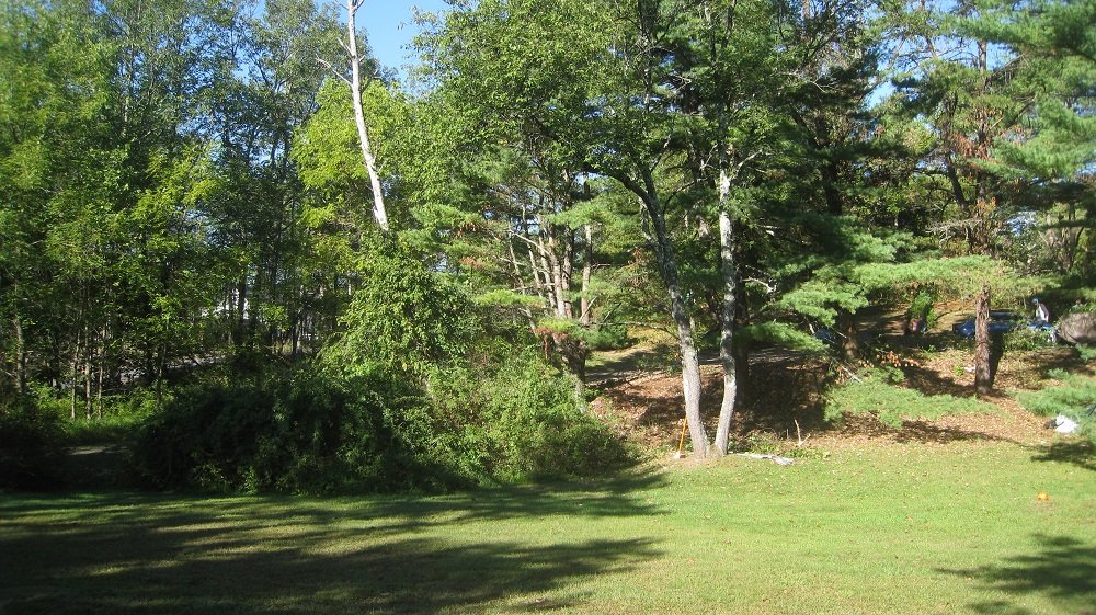 Woodland Restoration 1